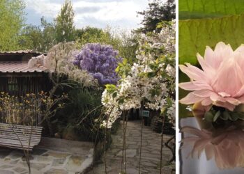El jardín más exótico de Vigo anuncia "un nuevo secreto", sumará una cafetería y zona comercial