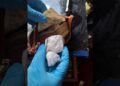 Desarticulado un punto negro de venta de estupefacientes en el sur de Galicia