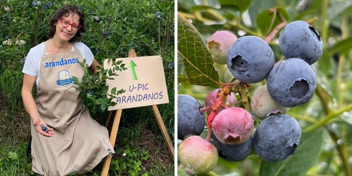 Recogida de arándanos con el sistema 'U-pic', la "experiencia" que triunfa en una finca de Pontevedra
