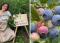 Recogida de arándanos con el sistema 'U-pic', la "experiencia" que triunfa en una finca de Pontevedra