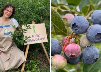 Recogida de arándanos con el sistema 'U-pic', la "experiencia" que triunfa en una finca de Pontevedra