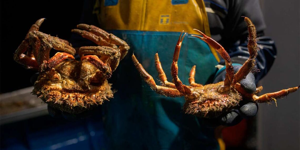 La veda del centollo comenzará en Galicia el 20 de junio, salvo en la costa Lugo que será el 1 de julio