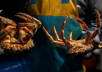 La veda del centollo comenzará en Galicia el 20 de junio, salvo en la costa Lugo que será el 1 de julio