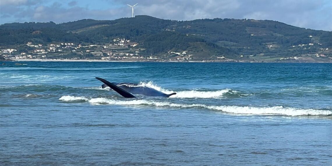 Muere la ballena que apareció varada en una playa de Galicia y que remolcaron a mar abierto