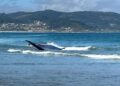 Muere la ballena que apareció varada en una playa de Galicia y que remolcaron a mar abierto