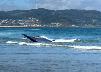 Muere la ballena que apareció varada en una playa de Galicia y que remolcaron a mar abierto