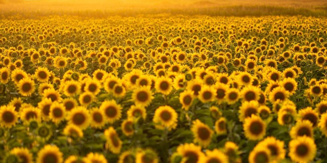 Un nuevo campo de girasoles florece en el norte de Portugal y ofrece un planazo gratis de verano