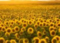 Un nuevo campo de girasoles florece en el norte de Portugal y ofrece un planazo gratis de verano