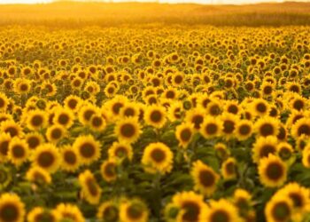 Un nuevo campo de girasoles florece en el norte de Portugal y ofrece un planazo gratis de verano