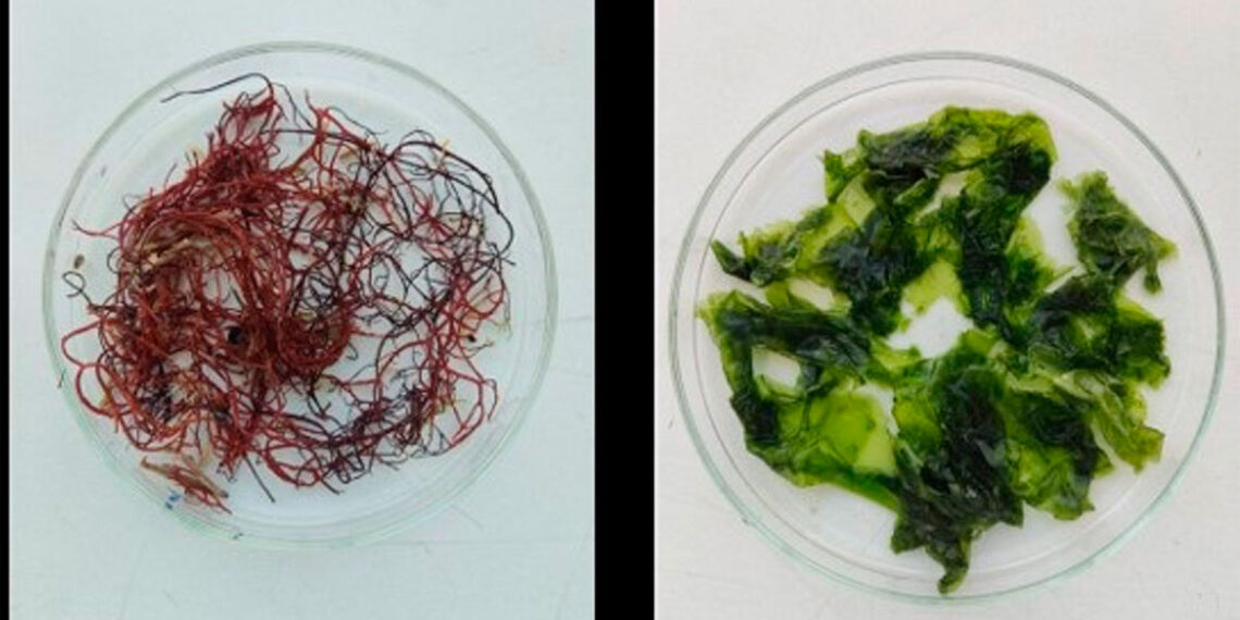 Ni plástico ni desperdicio, ciencia "made in Vigo" para crear alimentos nutritivos y envases ecológicos