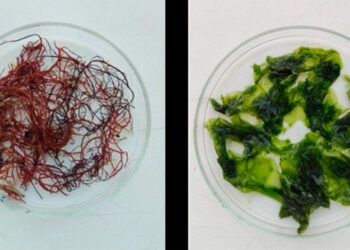 Ni plástico ni desperdicio, ciencia "made in Vigo" para crear alimentos nutritivos y envases ecológicos