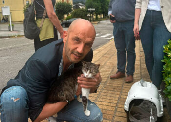 Se busca al autor de un "brutal acto de maltrato animal" en O Porriño, herida una gata con un perdigón