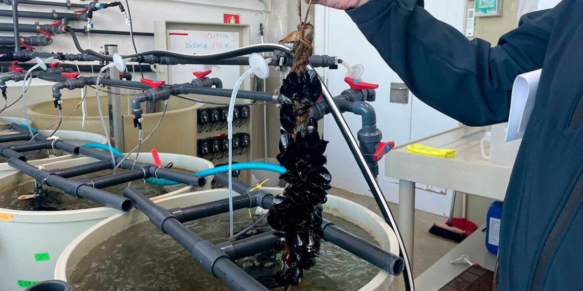 Ciencia al rescate del mejillón, el proyecto "made in Vigo" para salvar la acuicultura del cambio climático