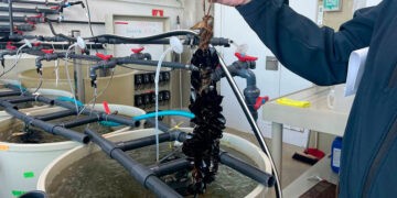 Ciencia al rescate del mejillón, el proyecto "made in Vigo" para salvar la acuicultura del cambio climático