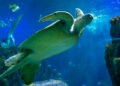 Devuelven este lunes al mar en la ría de Vigo a dos tortugas marinas rescatadas en las costas gallegas